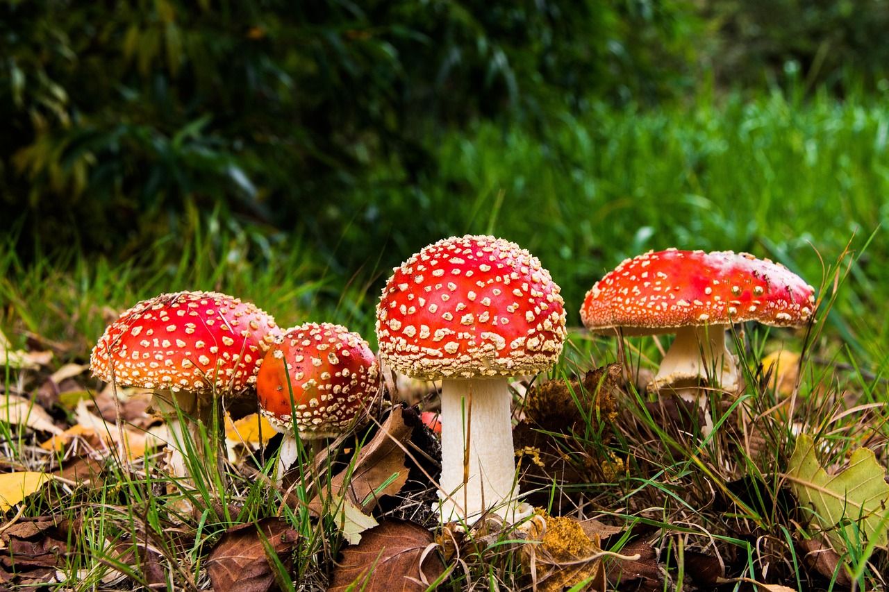 entdecken sie die faszinierende welt der pilze! erfahren sie mehr über essbare und giftige pilzarten, ihre verwendung in der küche sowie tipps zur sicheren pilzsuche.