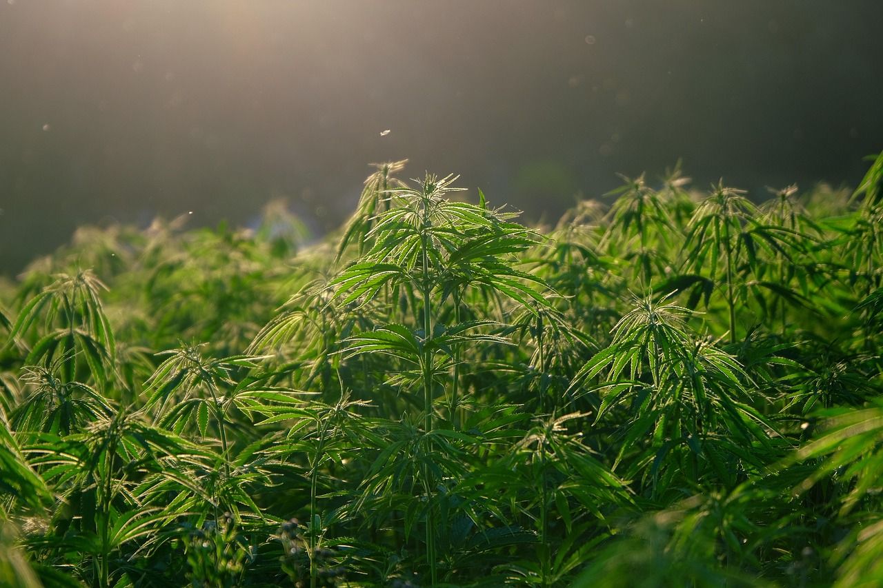 erfahren sie alles über das cannabis business: neuigkeiten, trends, rechtliche aspekte und geschäftsmöglichkeiten in der schnell wachsenden cannabisbranche in deutschland.