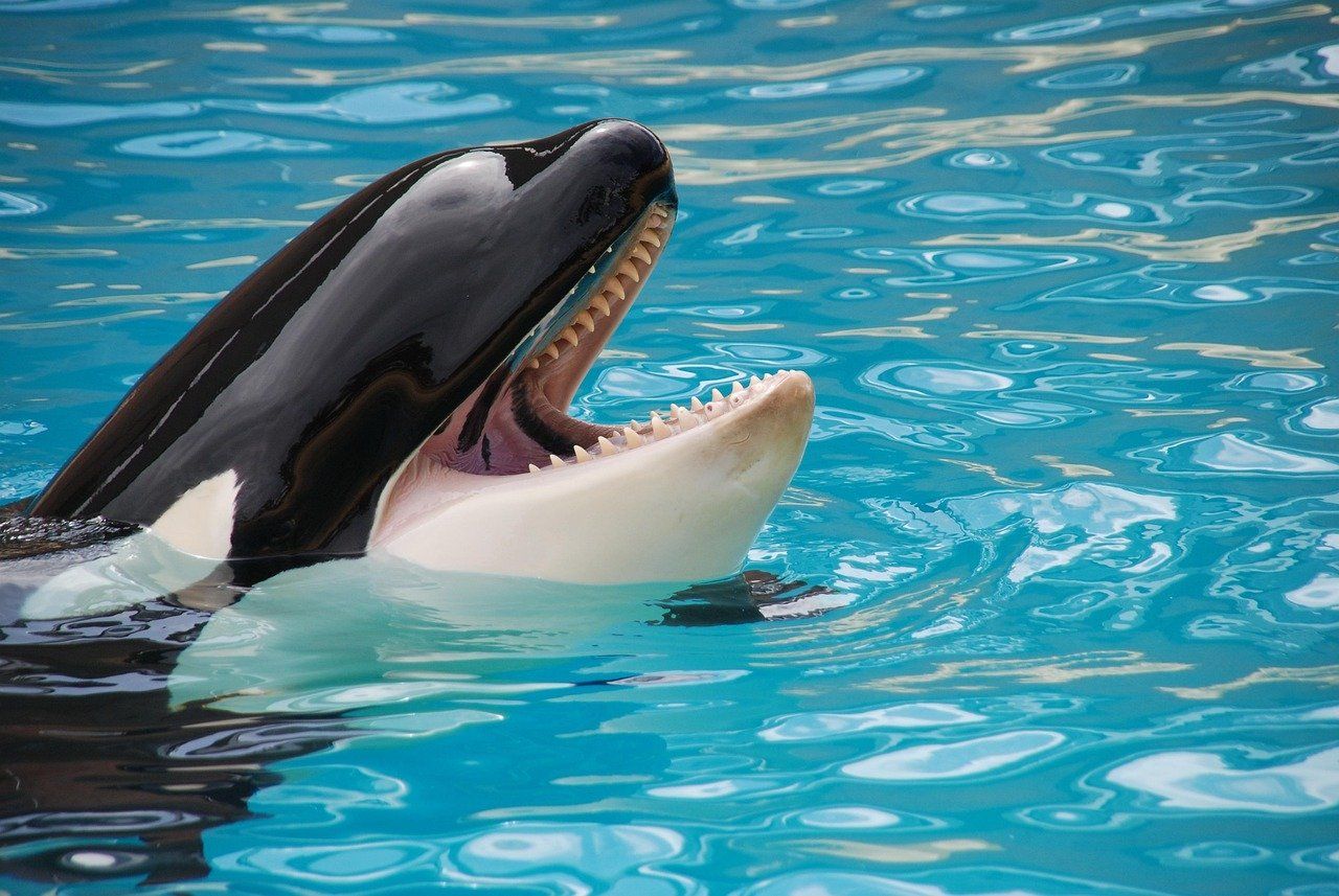 entdecken sie die faszinierende welt der orcas! erfahren sie mehr über diese majestätischen meeressäuger, ihre lebensweise, ihr verhalten und ihre rolle im ökosystem. tauchen sie ein in die spannende forschung und den schutz dieser beeindruckenden tiere.