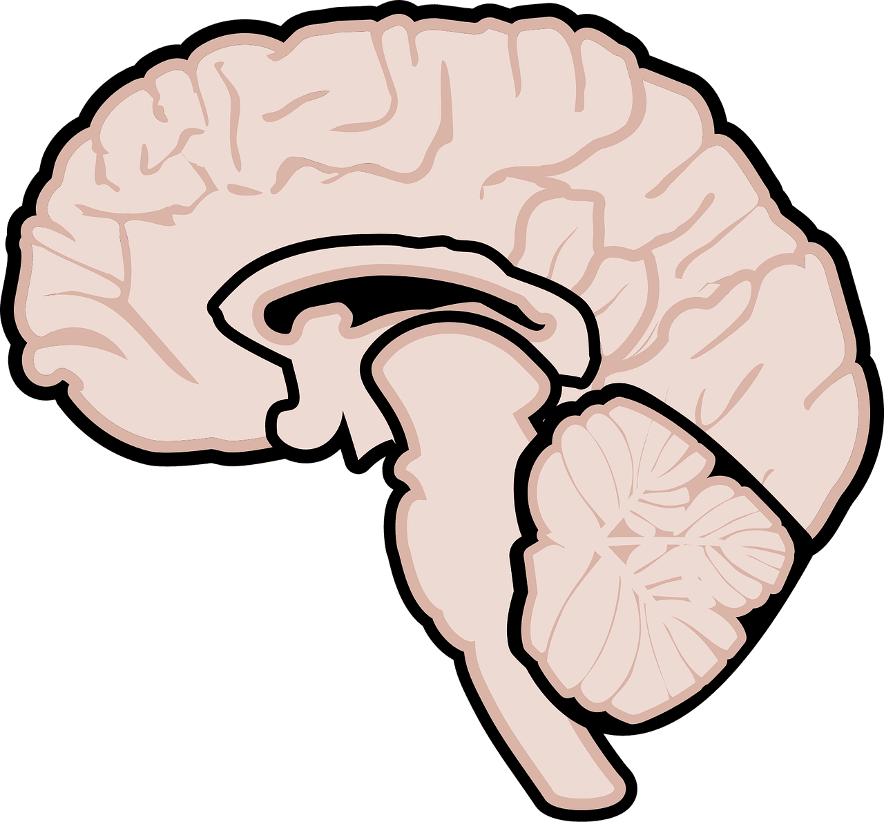 erkunden sie die faszinierende welt der neurowissenschaften: lernen sie, wie das gehirn funktioniert, seine strukturen und die neuesten forschungen in diesem dynamischen feld verstehen.