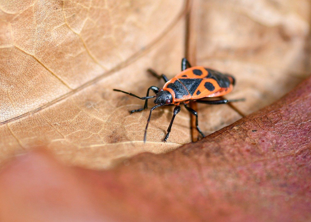 entdecken sie die bedeutung der biodiversität und ihre entscheidende rolle für das ökologische gleichgewicht und den schutz unserer natürlichen lebensräume.