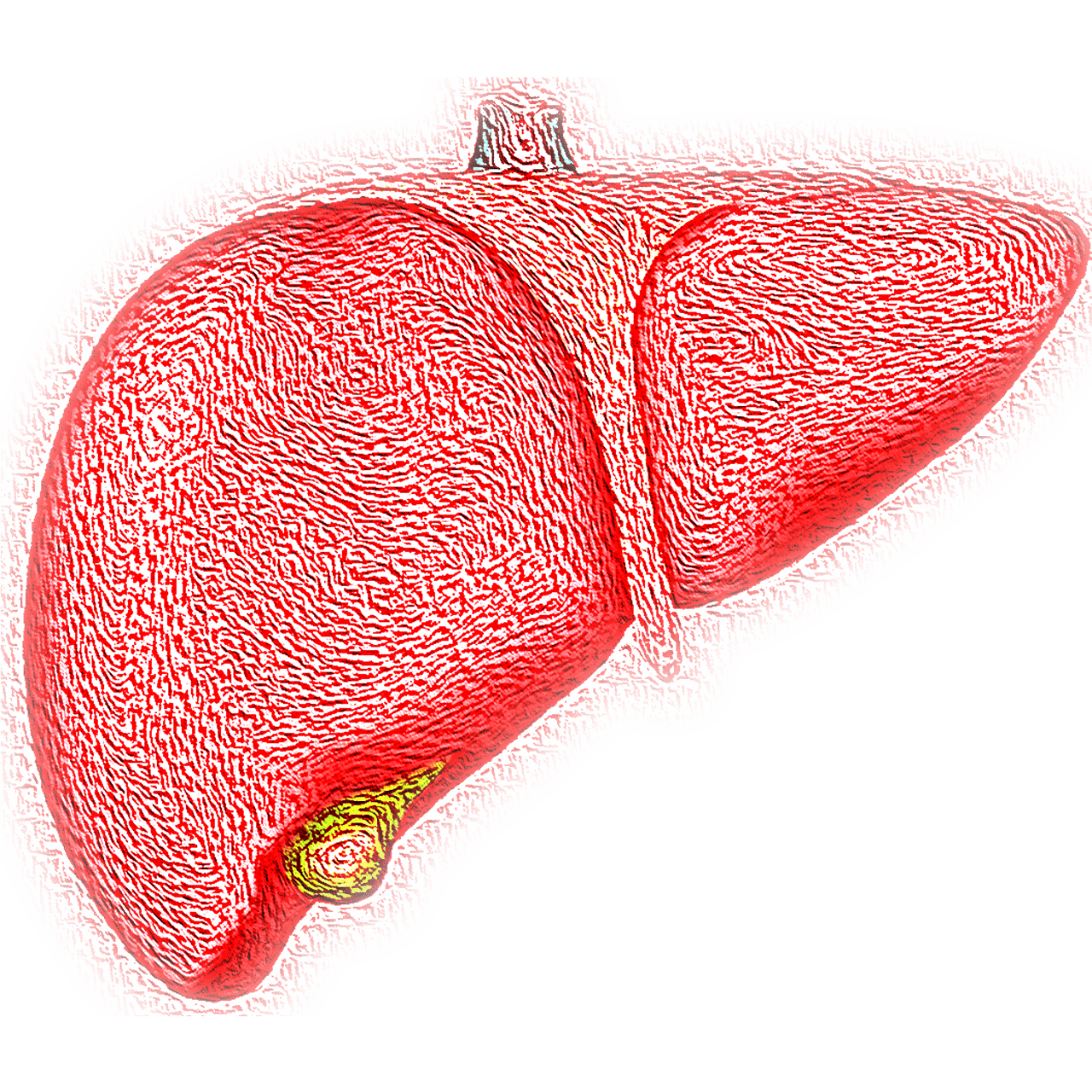 entdecken sie alles über die leber: ihre funktionen, gesundheitstipps und die bedeutung für den körper. erfahren sie, wie sie ihre leber gesund halten können.