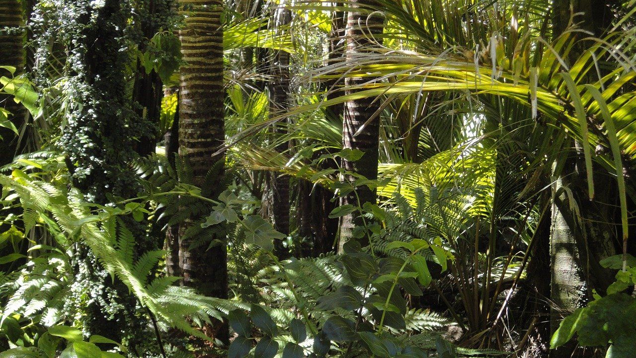 entdecken sie den amazonas-regenwald, das grüne herz der erde, das reich an biodiversität ist. erfahren sie mehr über seine faszinierende tierwelt, die einheimischen kulturen und die bedrohungen, denen dieses einzigartige ökosystem ausgesetzt ist.