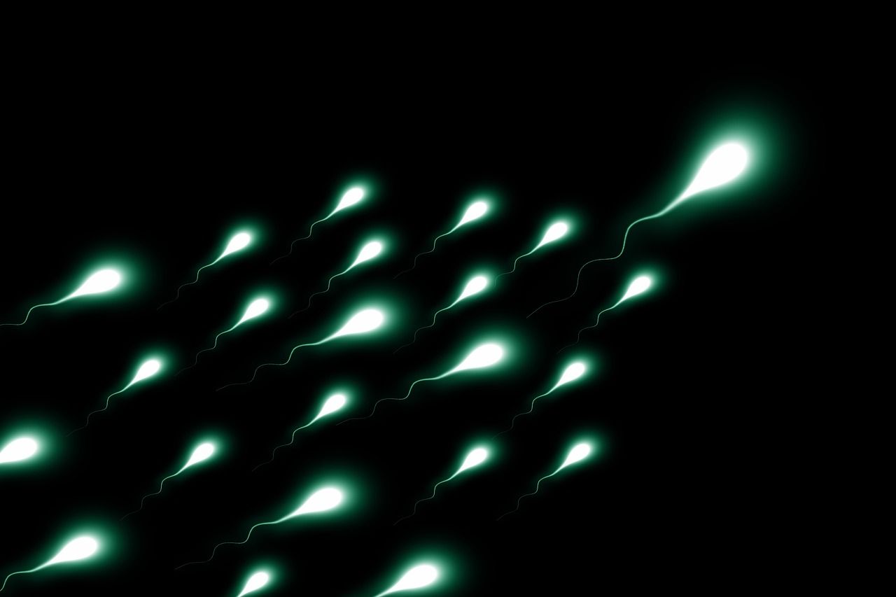 erfahren sie alles wichtige über spermien: funktionen, gesundheit und rolle in der menschlichen fortpflanzung.