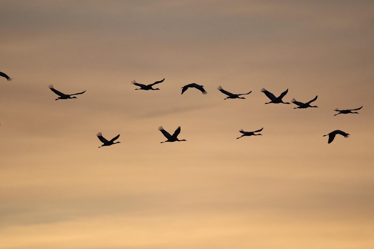 entdecken sie alles rund um migration: ursachen, herausforderungen und chancen für gesellschaft, wirtschaft und kultur. aktuelle informationen und fundierte einblicke auf einen blick.
