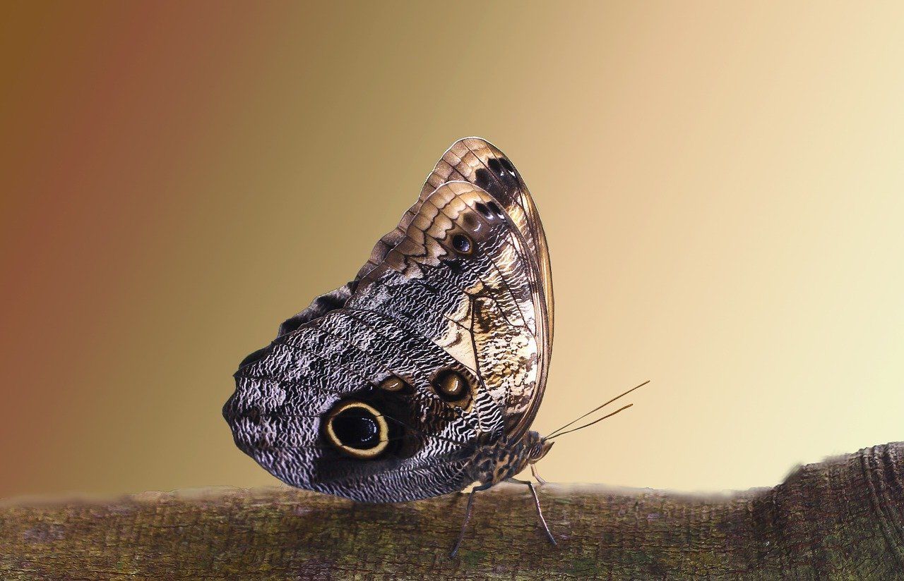 entdecken sie die faszinierende welt der naturfotografie. lassen sie sich inspirieren von atemberaubenden landschaften und beeindruckenden tieraufnahmen, die die schönheit der natur festhalten.