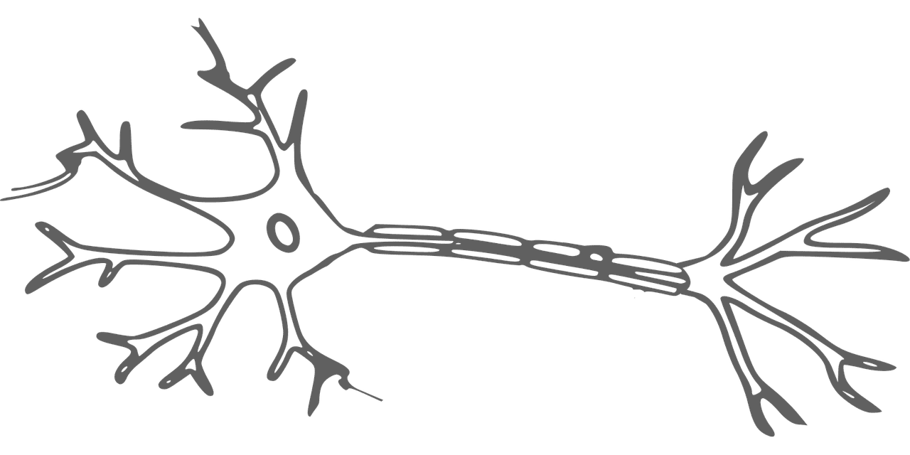 entdecken sie die faszinierende welt der neurowissenschaften – das studium des gehirns und nervensystems, das unser verständnis von verhalten und kognitiven prozessen vertieft.