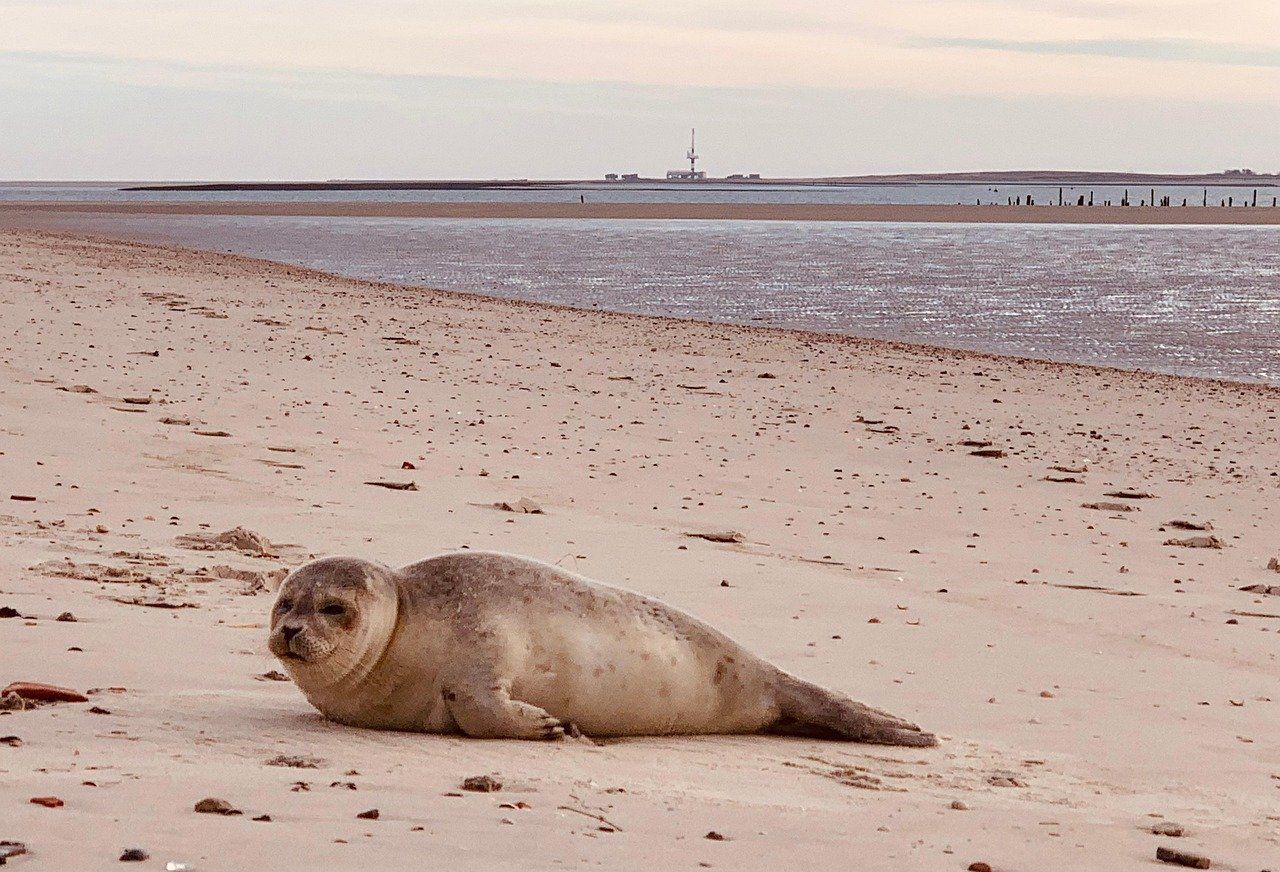 entdecken sie wangerooge, eine idyllische insel der nordsee, bekannt für ihre malerischen strände, die unberührte natur und entspannende aktivitäten. erleben sie unvergessliche tage inmitten einer einzigartigen küstenlandschaft.
