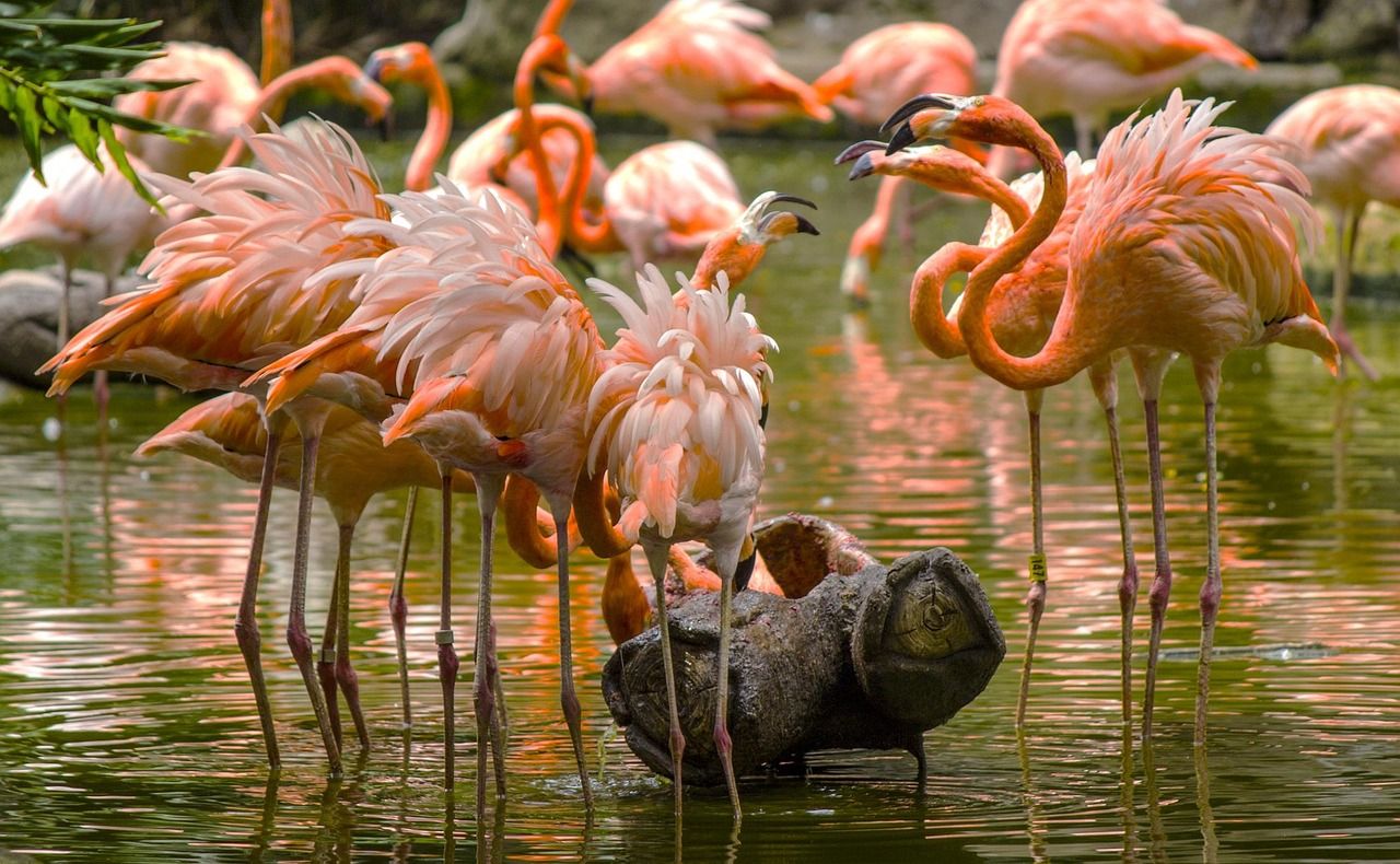 entdecken sie die faszinierende welt des zoos mit 'zoo life' – erleben sie tiere hautnah und erfahren sie spannende fakten über ihre lebensweise.