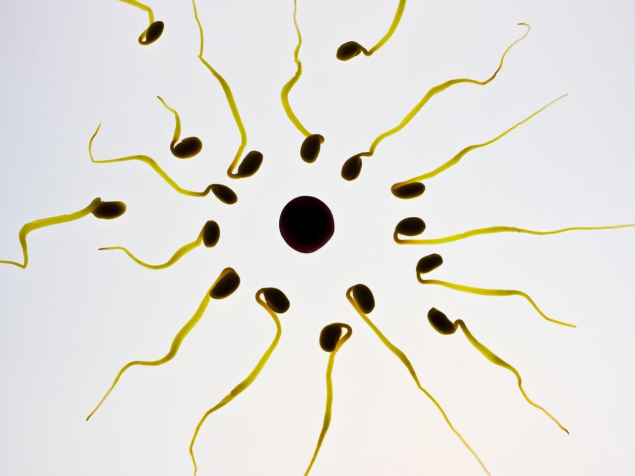 erfahren sie alles über sperma: eigenschaften, funktionen und bedeutung für die menschliche fortpflanzung.
