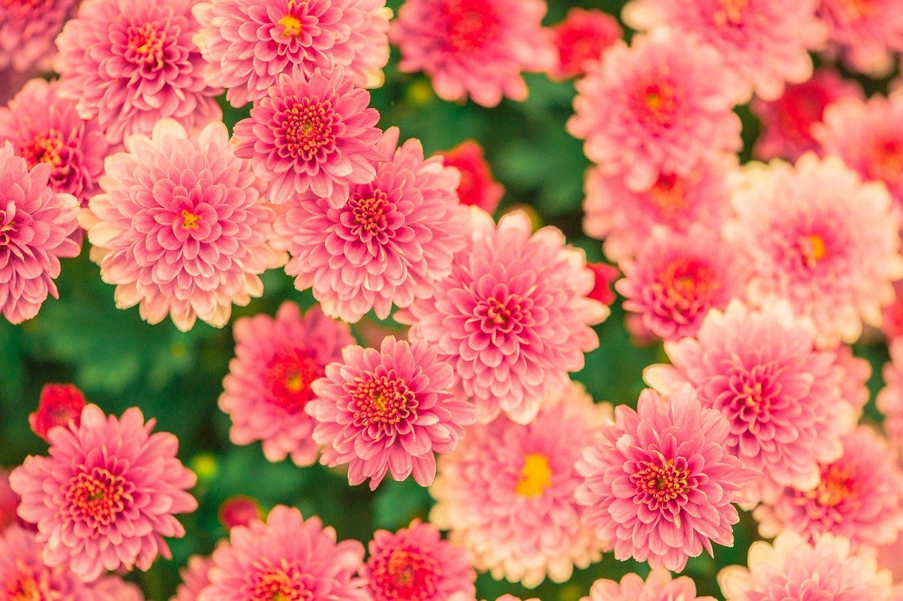 entdecken sie die faszinierende welt der gartenbaukunst. von der pflanzenpflege bis zur landschaftsgestaltung – alles, was sie über die horticulture wissen müssen, um ihre grünen daumen zu perfektionieren.