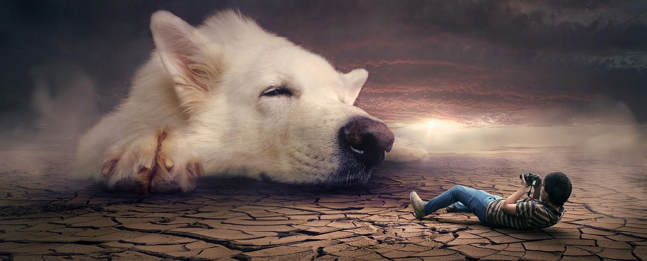 entdecken sie die faszinierende welt der träume – von traumdeutungen bis hin zu tipps für einen besseren schlaf. erfahren sie alles wissenswerte rund um das thema dream!