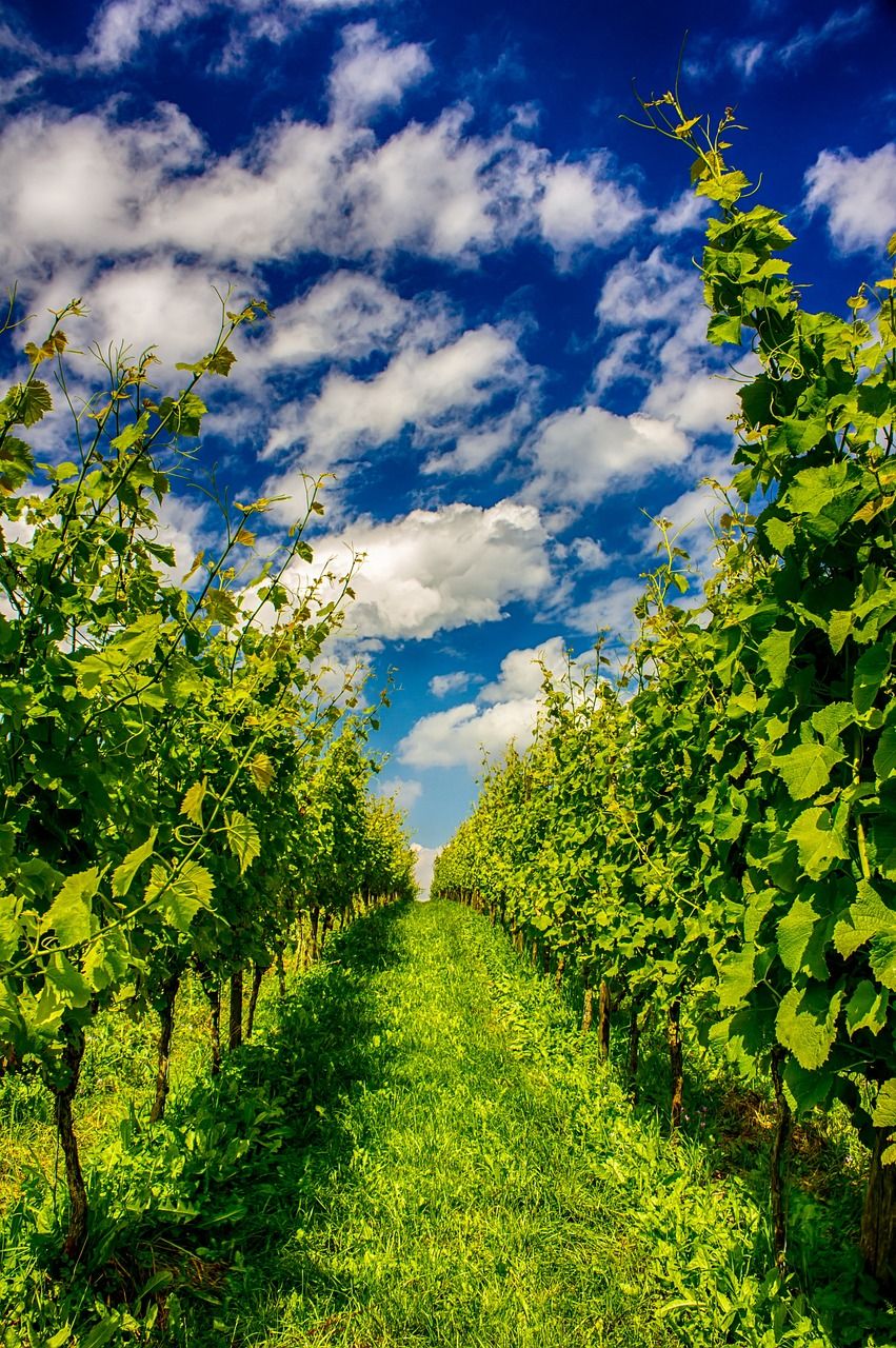 entdecken sie die faszinierende welt der winzer: erfahren sie mehr über traditionelle weinherstellung, innovative techniken und die leidenschaft, mit der weinbauern exzellente weine kreieren.