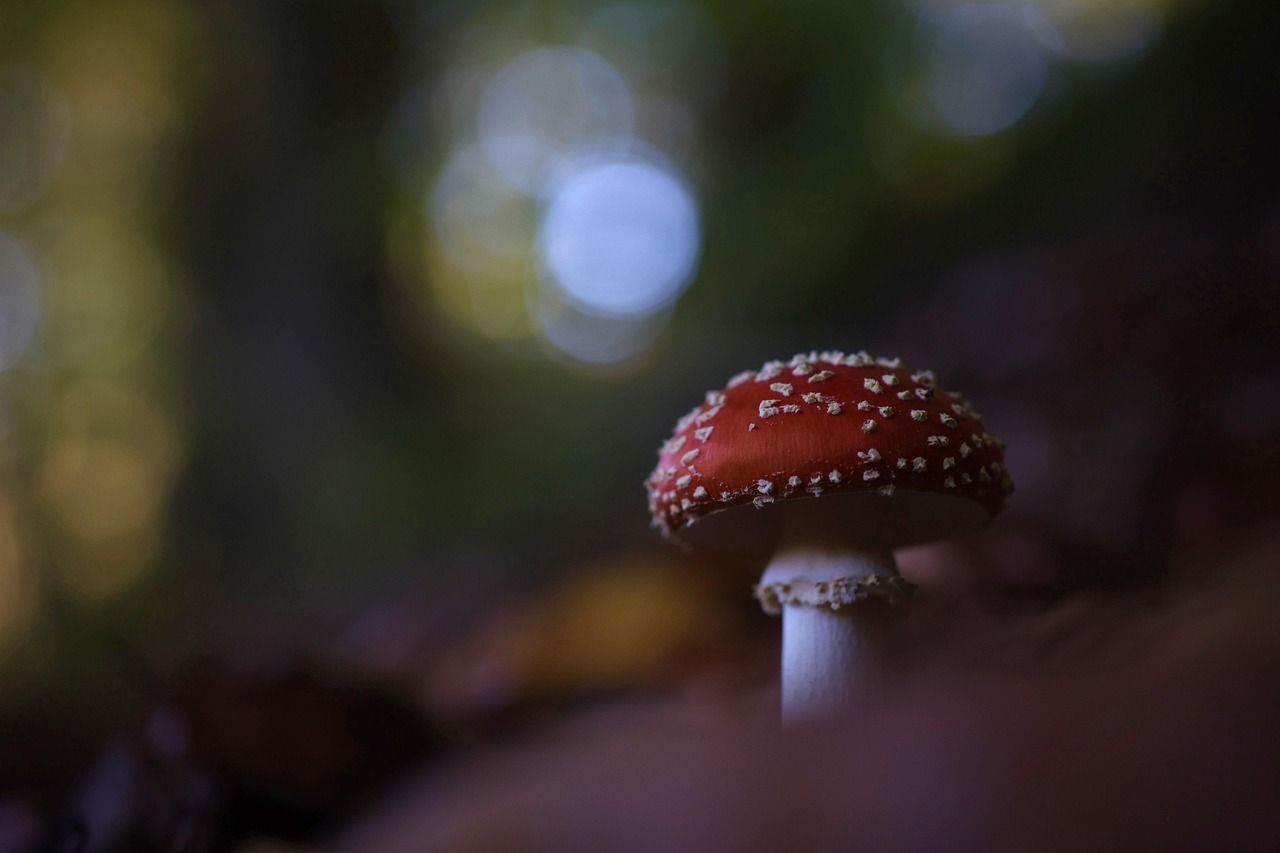 entdecken sie die schönheit und vielfalt des waldes – ein ort voller leben, ruhe und natürlicher wunder.