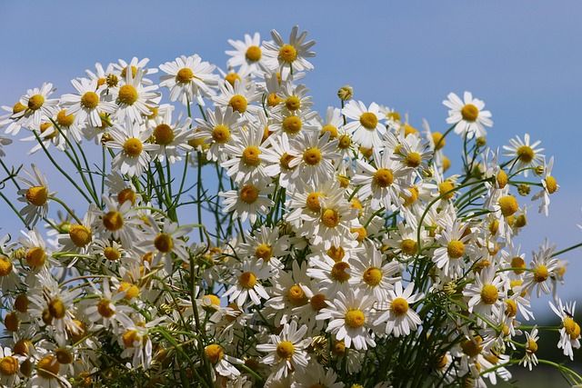 Fesselnde Vorträge in Lübeck: Entdecken Sie die Welt der Craniosacralen Therapie, BodyTalk, die Ernährung nach Anthony William, Pflanzenheilkunde und Körperarbeit – mit einer anschließenden Trommelmeditation.