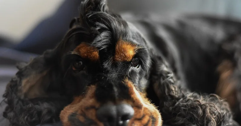 42 Zähne: so setzt sich das Hundegebiss zusammen