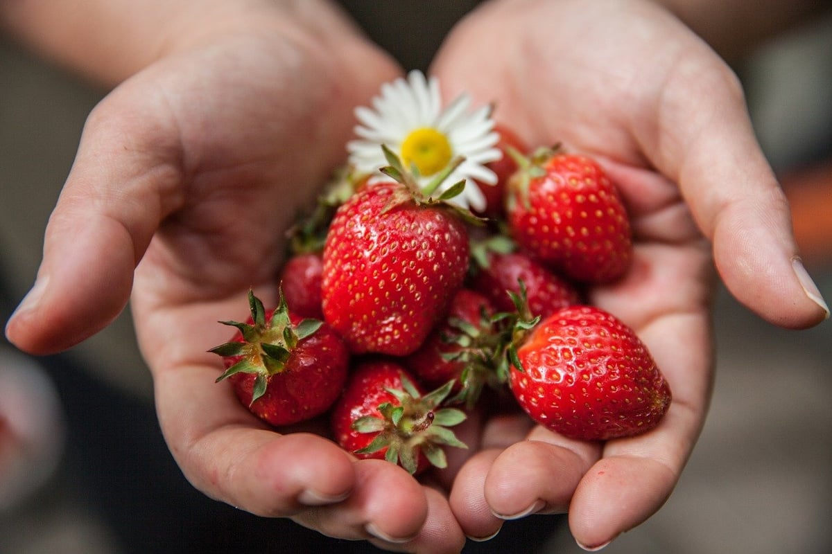 Gesunde Ernährung mit der Fischstäbchen-Regel: Diese Menge ist ideal für Ihren Speiseplan