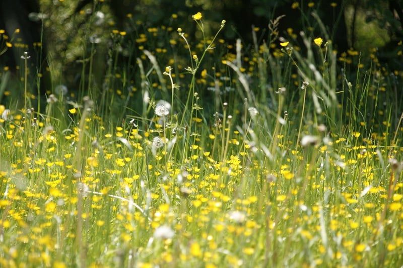 Allergien und Unverträglichkeiten: Alternativen finden