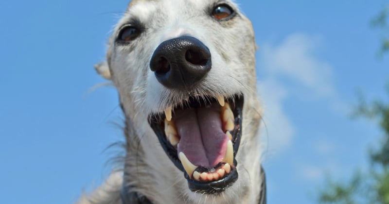 Wie viele Zähne hat ein Hund? Alle Fakten im Überblick