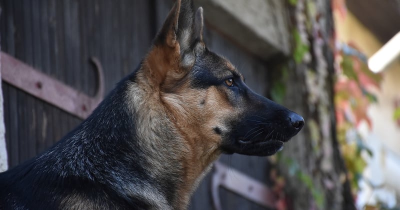 Wie lange schlafen Hunde am Tag? Das steckt wirklich dahinter