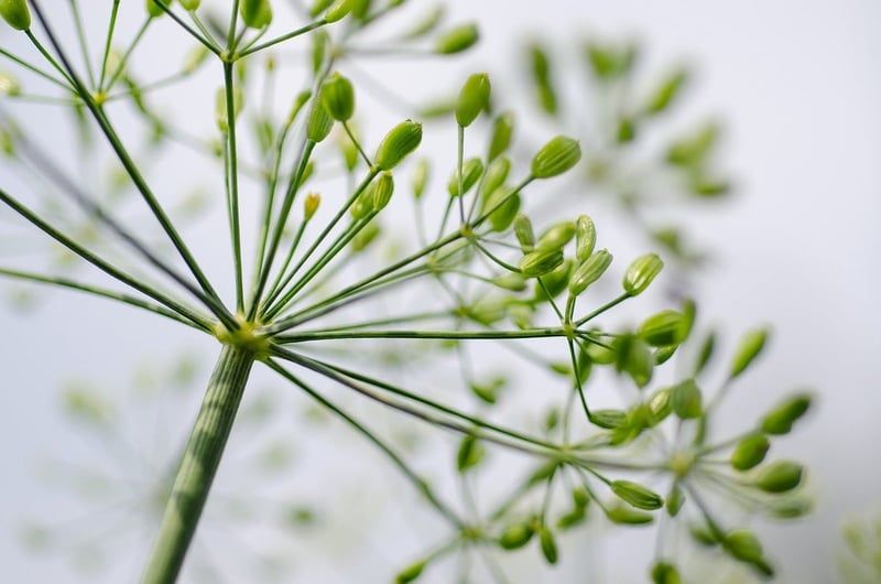 Wie sind aromatische Kräuter und Gewürze einzusetzen?