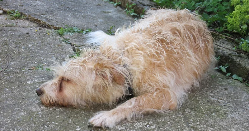 Wie lange schlafen Hunde morgens?