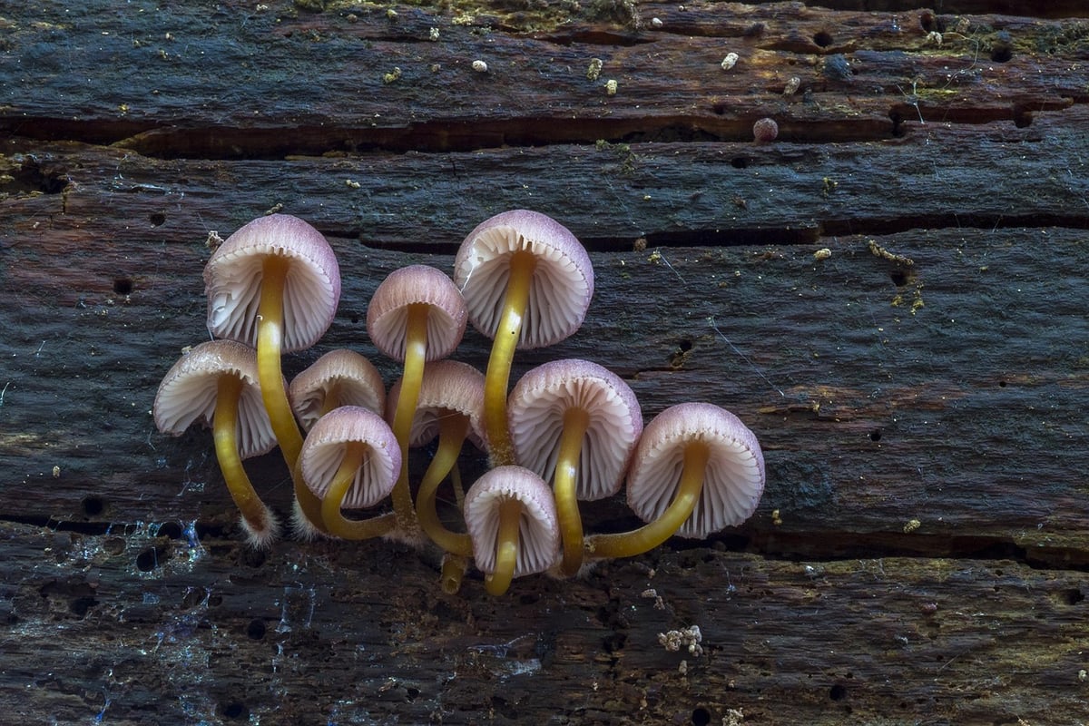 Rohe Champignons im Salat: Gesundheitsrisiken und Vorteile im Blick