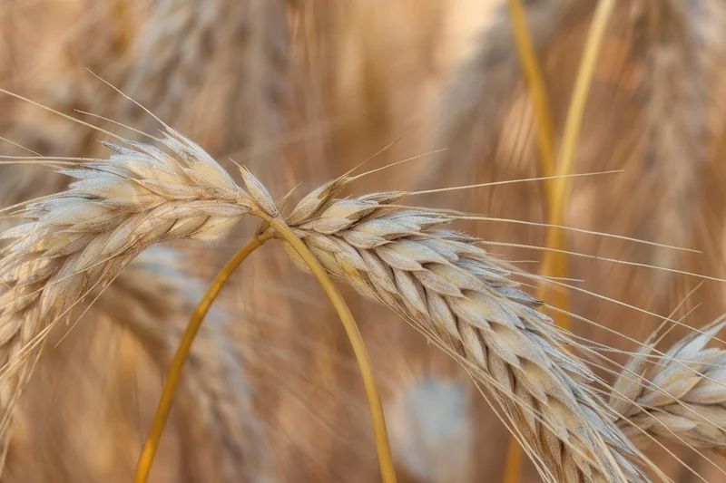 Makronährstoffe: Das Fundament deiner Ernährung