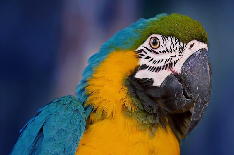Mit einer Reise in den Amazonas den Regenwald schützen: Tipps und Vorteile