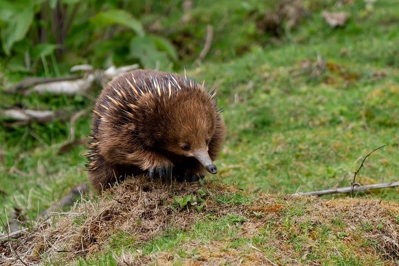 Die Waldkrippe in Rüdenau: Ein bezauberndes Ausflugsziel für Wanderfreunde