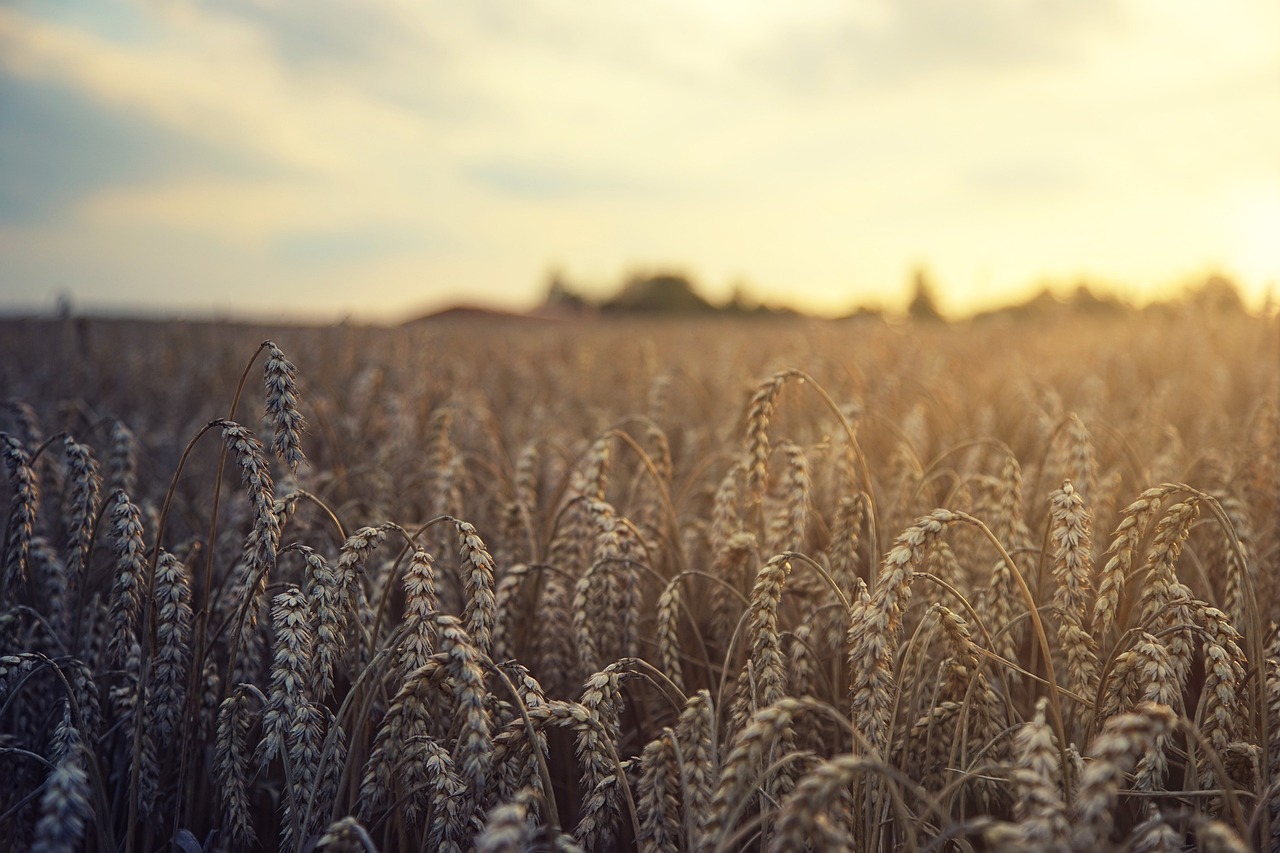 entdecken sie die vorteile von alten getreidesorten! diese nährstoffreichen körner bieten eine gesunde und schmackhafte alternative zu herkömmlichem getreide. ideal für eine ausgewogene ernährung.