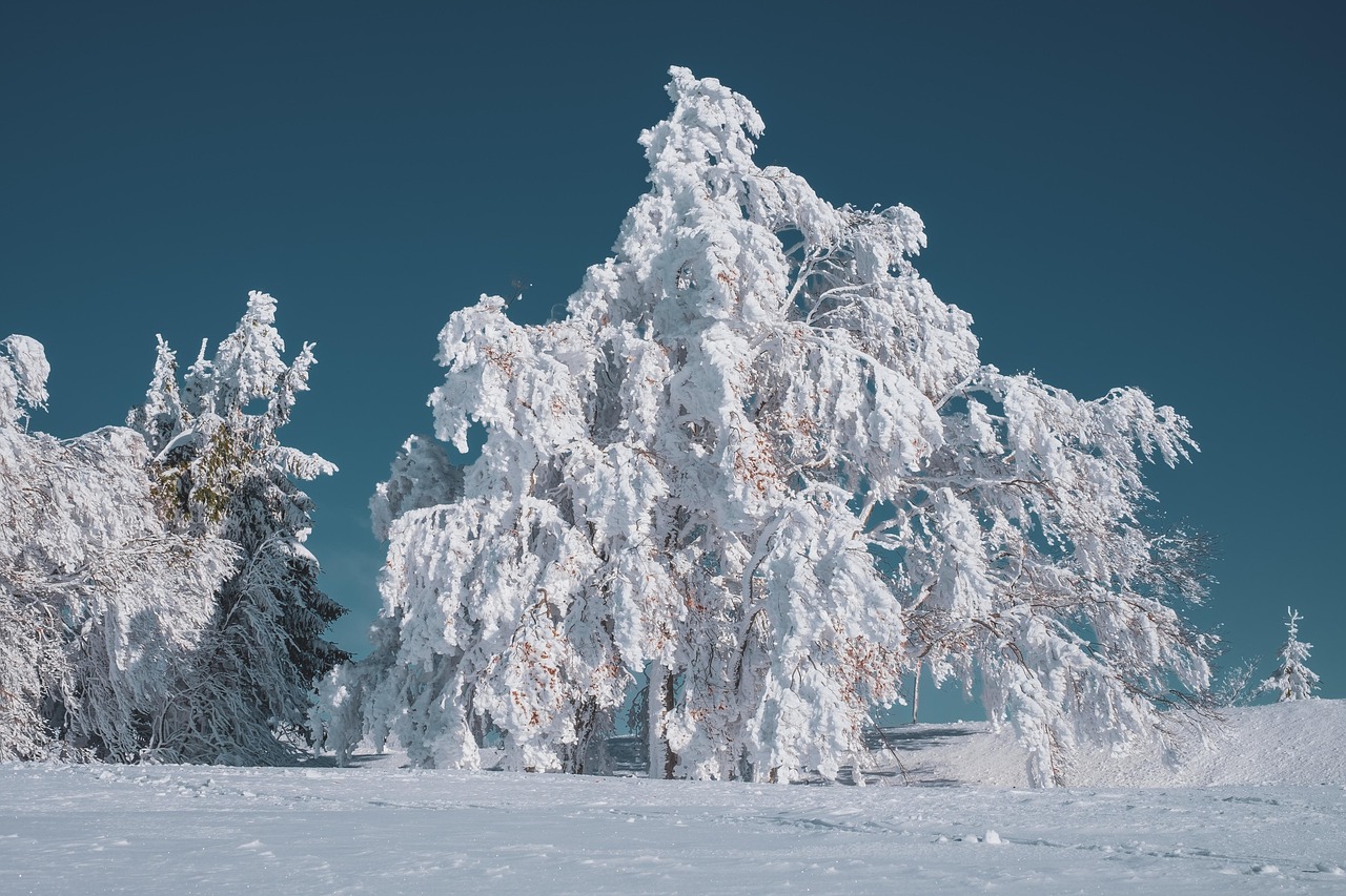 erleben sie die verzaubernde wintermagie mit schneebedeckten landschaften, funkelnden lichtern und festlichen aktivitäten, die die kalte jahreszeit zum leben erwecken. entdecken sie die schönsten winterdestinationen und genießen sie unvergessliche momente im herzen des winters.