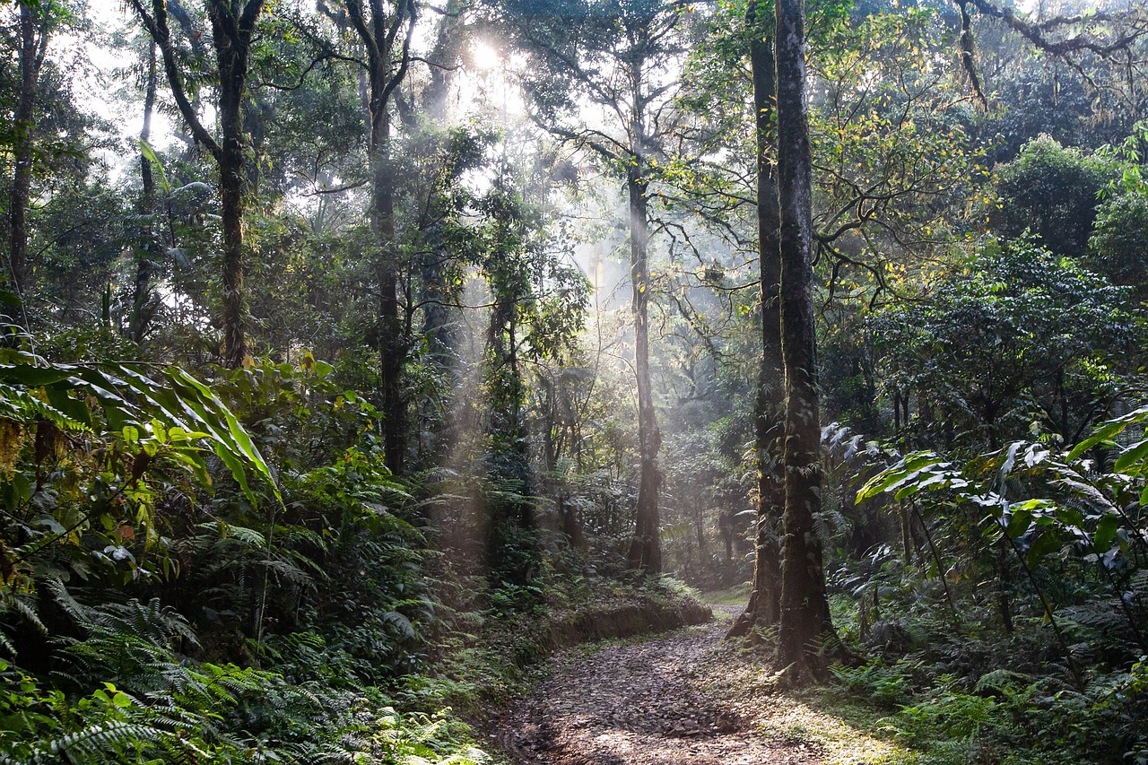 entdecken sie den faszinierenden regenwald: ein einzigartiges ökosystem voller artenvielfalt, atemberaubender landschaften und unvergesslicher erfahrungen. erfahren sie mehr über seine bedeutung für den planeten und die bedrohten lebensräume.