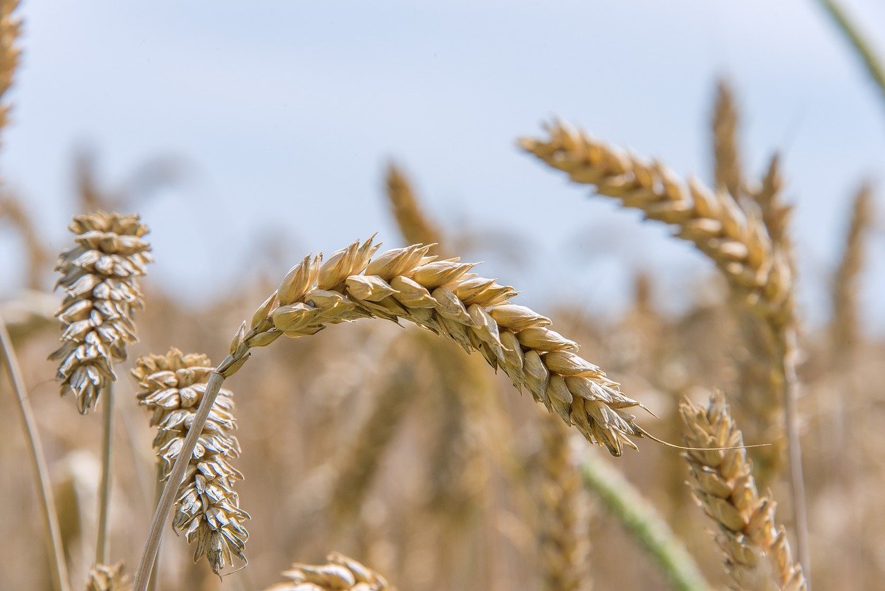 entdecken sie die faszinierende welt der alten getreidesorten! erfahren sie mehr über ihre gesundheitlichen vorteile, nährstoffe und köstlichen rezeptideen, die ihre ernährung bereichern.