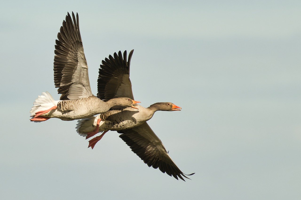 finden sie günstige flüge zu traumhaften zielen! vergleichen sie preise und buchen sie ihren nächsten flug zum besten preis!