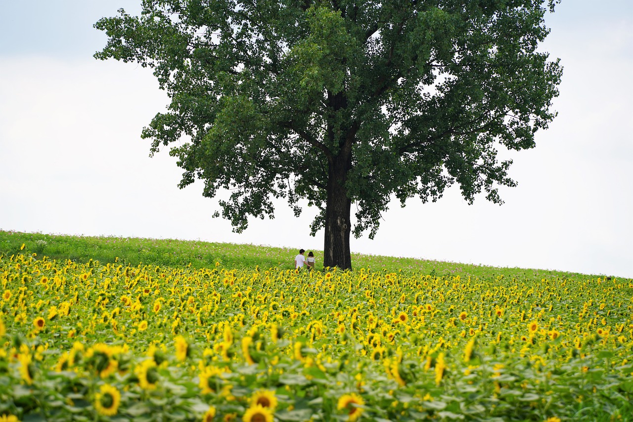 entdecken sie die faszinierende welt der kulinarischen entdeckungen, wo einzigartige aromen und kreative rezepte ihre sinne verzaubern. lassen sie sich von neuen geschmackserlebnissen inspirieren!