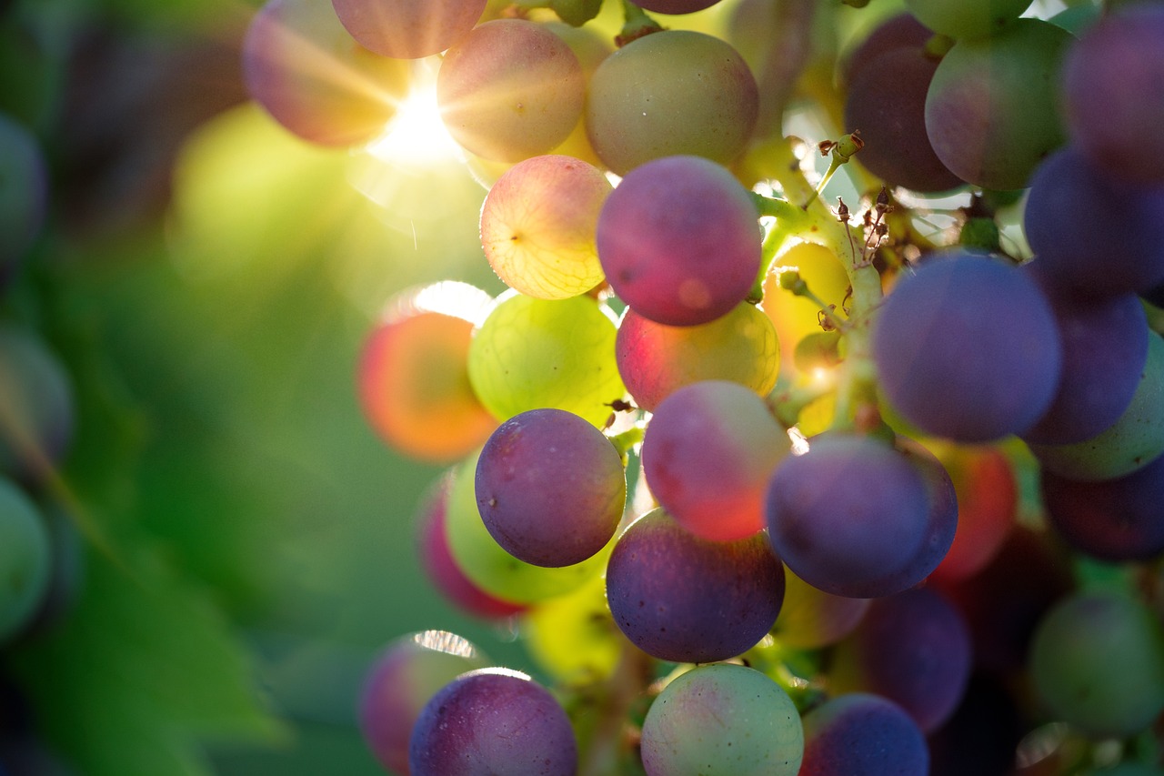 entdecken sie die welt der digitalen nahrung! von innovativen rezepten bis hin zu ernährungstrends - erfahren sie, wie die digitalisierung unser essverhalten verändert und neue möglichkeiten für gesundes essen bietet.