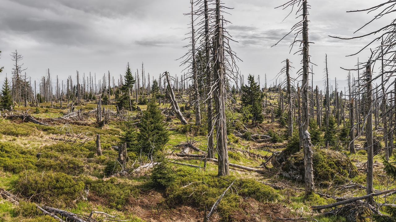 entdecken sie die bedeutung des umweltbewusstseins und erfahren sie, wie sie aktiv zum schutz unseres planeten beitragen können. erfahren sie mehr über nachhaltige praktiken und deren positive auswirkungen auf die umwelt.