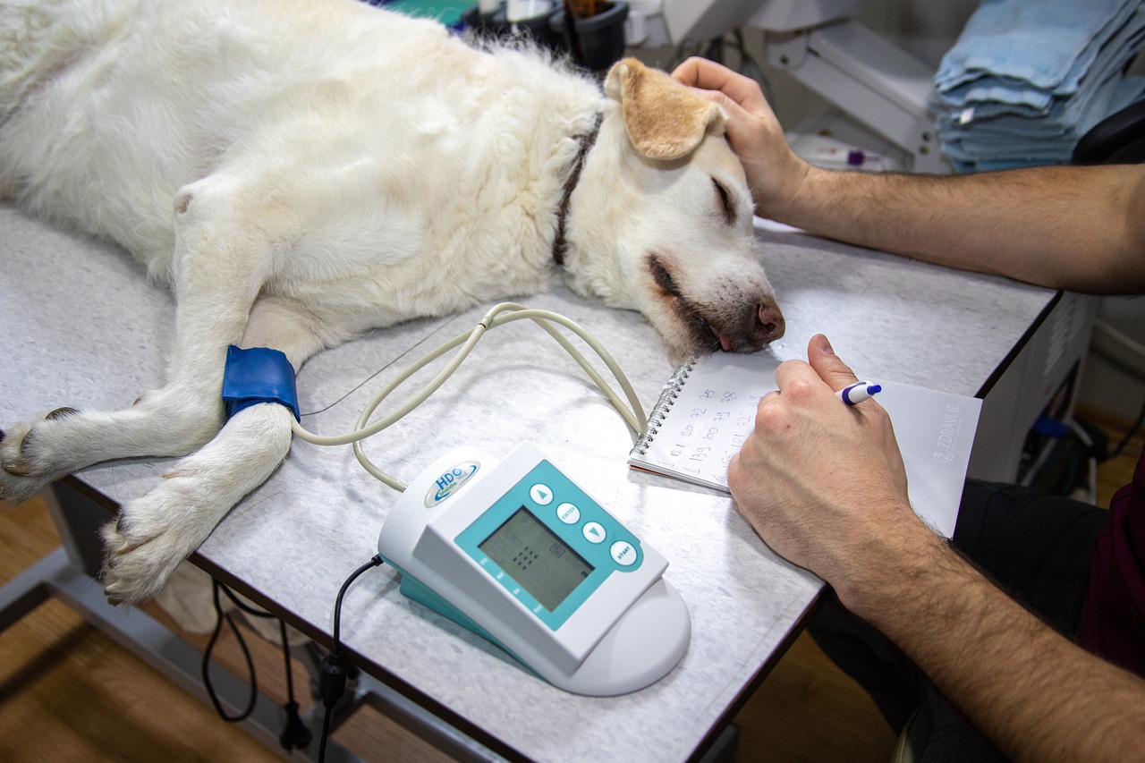 präventivuntersuchungen sind entscheidend für ihre gesundheit. entdecken sie, wie regelmäßige vorsorgeuntersuchungen helfen können, krankheiten frühzeitig zu erkennen und ihr wohlbefinden zu fördern.