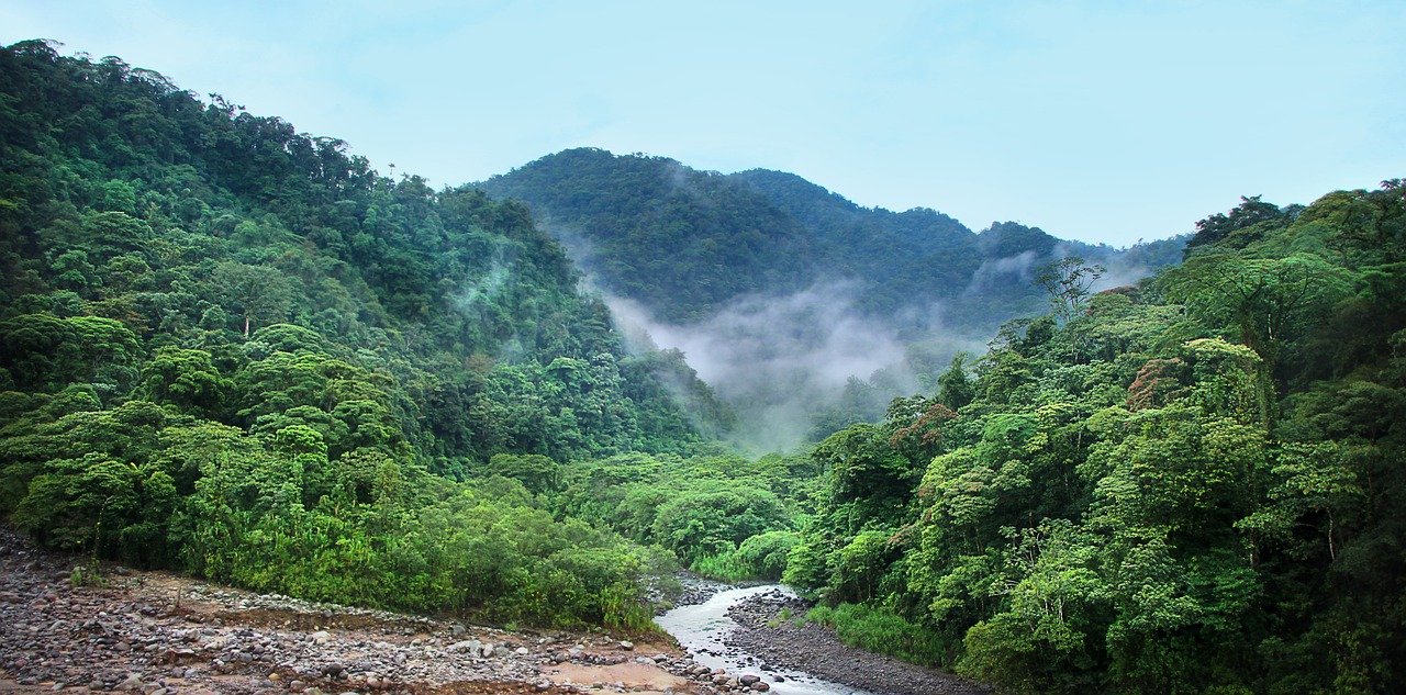 entdecken sie die faszinierende welt des regenwaldes, reich an biodiversen arten und einzigartigen ökosystemen. erleben sie die schönheit und bedeutung dieser grünen paradiese für unseren planeten.