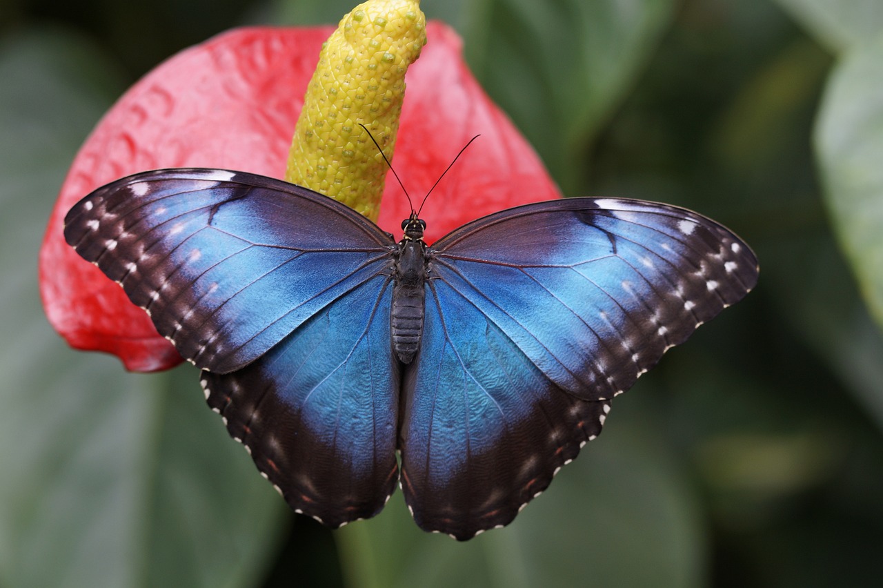 entdecken sie die faszinierende welt des regenwaldes, ein ökosystem voller einzigartiger pflanzen und tiere. erfahren sie mehr über seine bedeutung für das globale klima und den schutz der biodiversität.