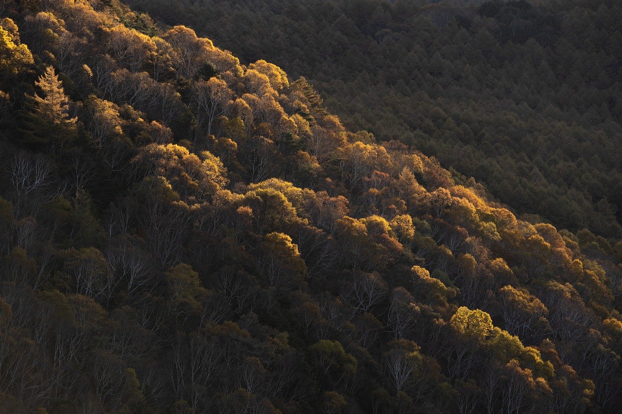 entdecken sie die faszinierende vielfalt der jahreszeiten – von blühenden frühlingsblumen über heiße sommertage bis hin zu bunten herbstblättern und verschneiten winterlandschaften. erfahren sie mehr über die schönheit und die aktivitäten, die jede jahreszeit bietet.