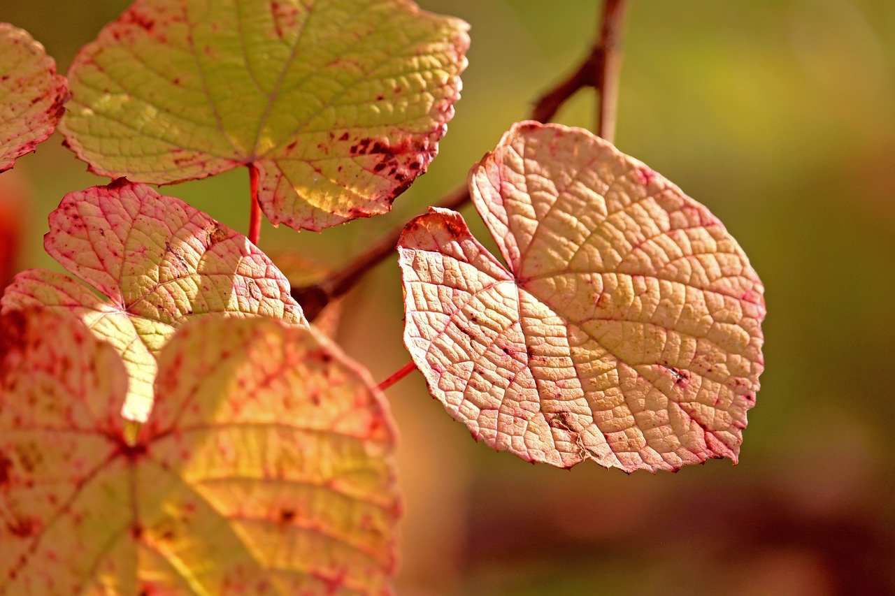 entdecken sie die faszinierende vielfalt der jahreszeiten: frühling, sommer, herbst und winter. erfahren sie mehr über ihre einzigartigen merkmale, aktivitäten und die schönheit der natur im wandel des jahres.