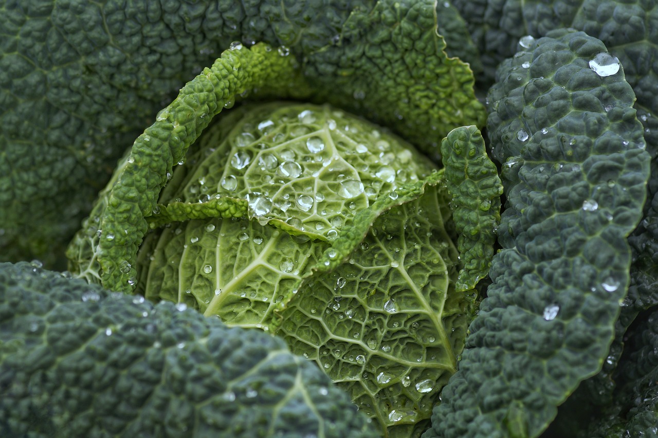 entdecken sie köstliche und gesunde veggie-rezepte, die ihren gaumen verwöhnen. perfekt für alle, die eine pflanzenbasierte ernährung lieben!