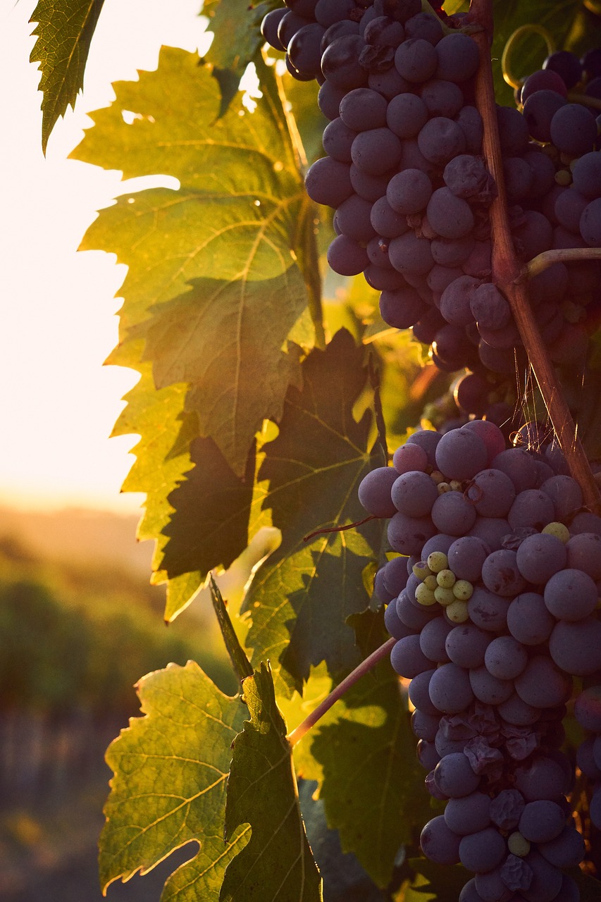 entdecken sie die vielfalt deutscher weine, von frischen rieslingen bis zu vollmundigen spätburgundern. erfahren sie mehr über die besten anbaugebiete, weinfeste und empfohlene pairings für jeden anlass.