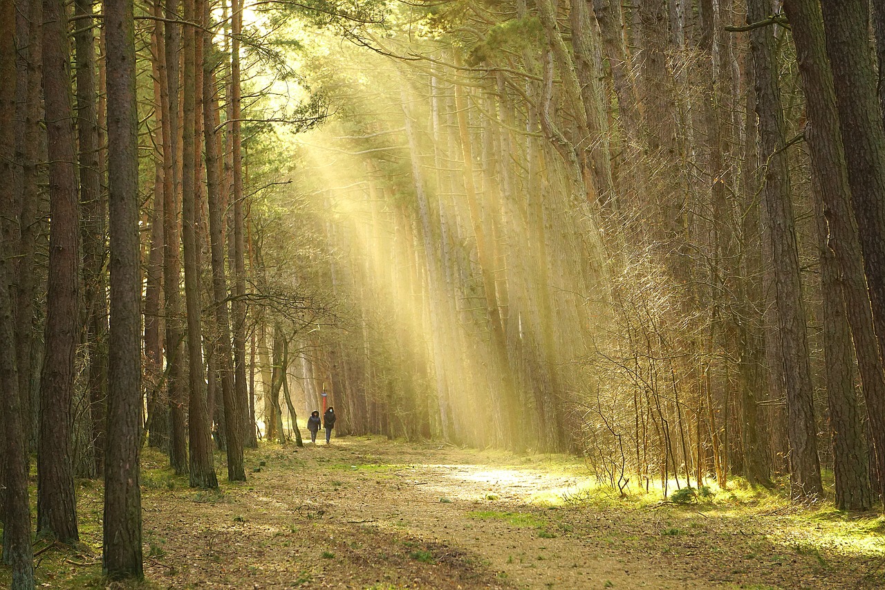 entdecken sie die schönheit der natur mit unseren unvergesslichen waldwanderungen. genießen sie frische luft, atemberaubende landschaften und die beruhigende atmosphäre der wälder. ideal für naturliebhaber und abenteuerlustige!