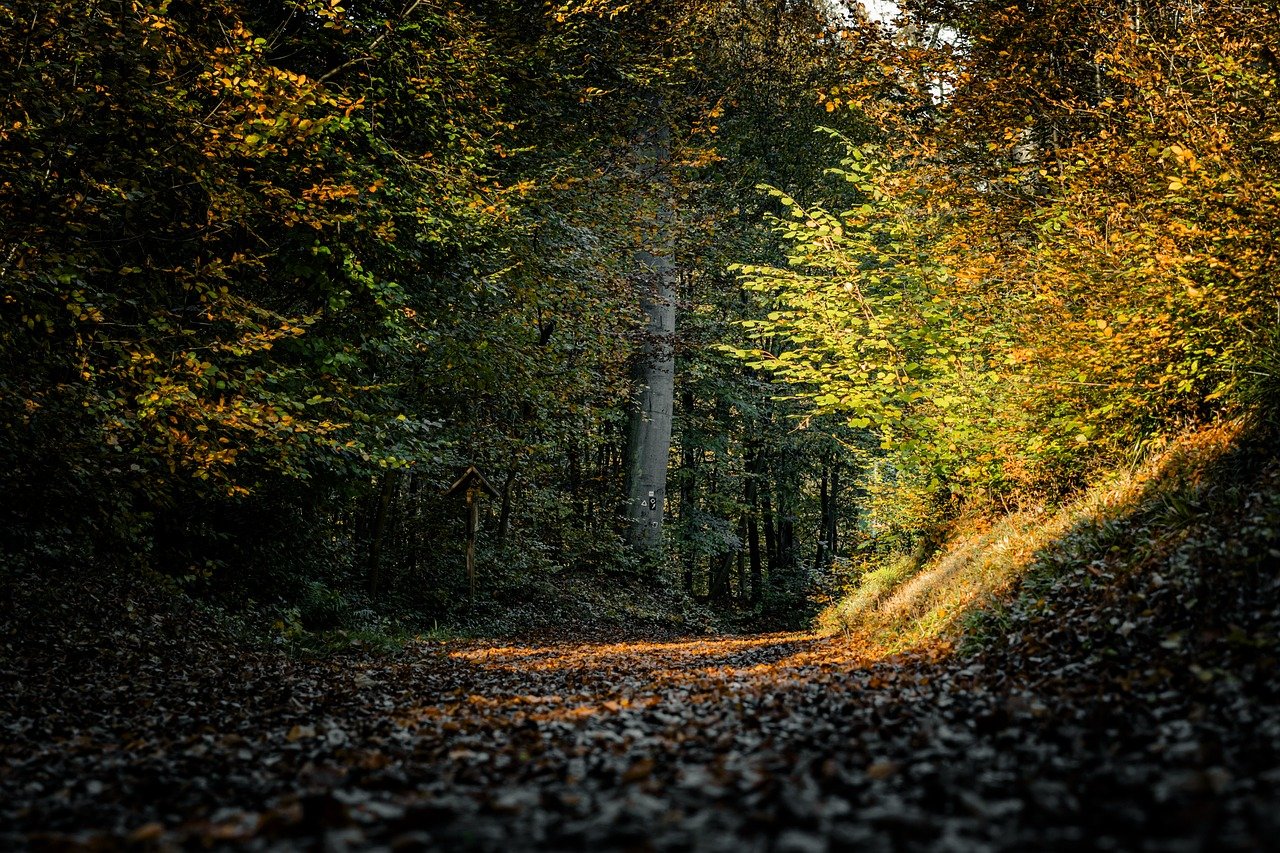 entdecken sie die beruhigende schönheit von waldspaziergängen. genießen sie die frische luft und die ruhige atmosphäre der natur, während sie durch malerische pfade und üppige wälder wandern.