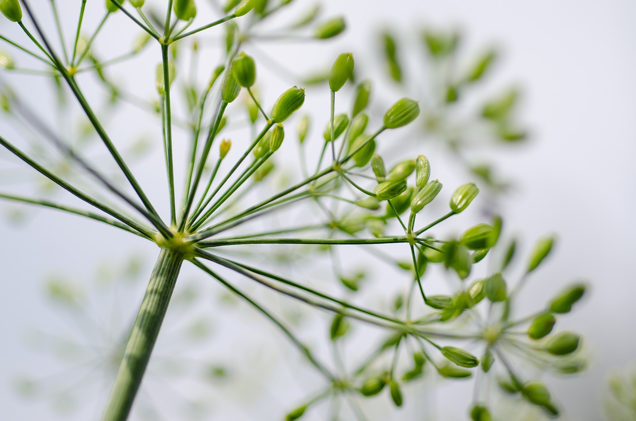 entdecken sie die welt der kräuter! erfahren sie mehr über die verschiedenen arten, ihre anwendung in der küche und die gesundheitlichen vorteile. lassen sie sich von unseren tipps zur anpflanzung und pflege inspirieren!