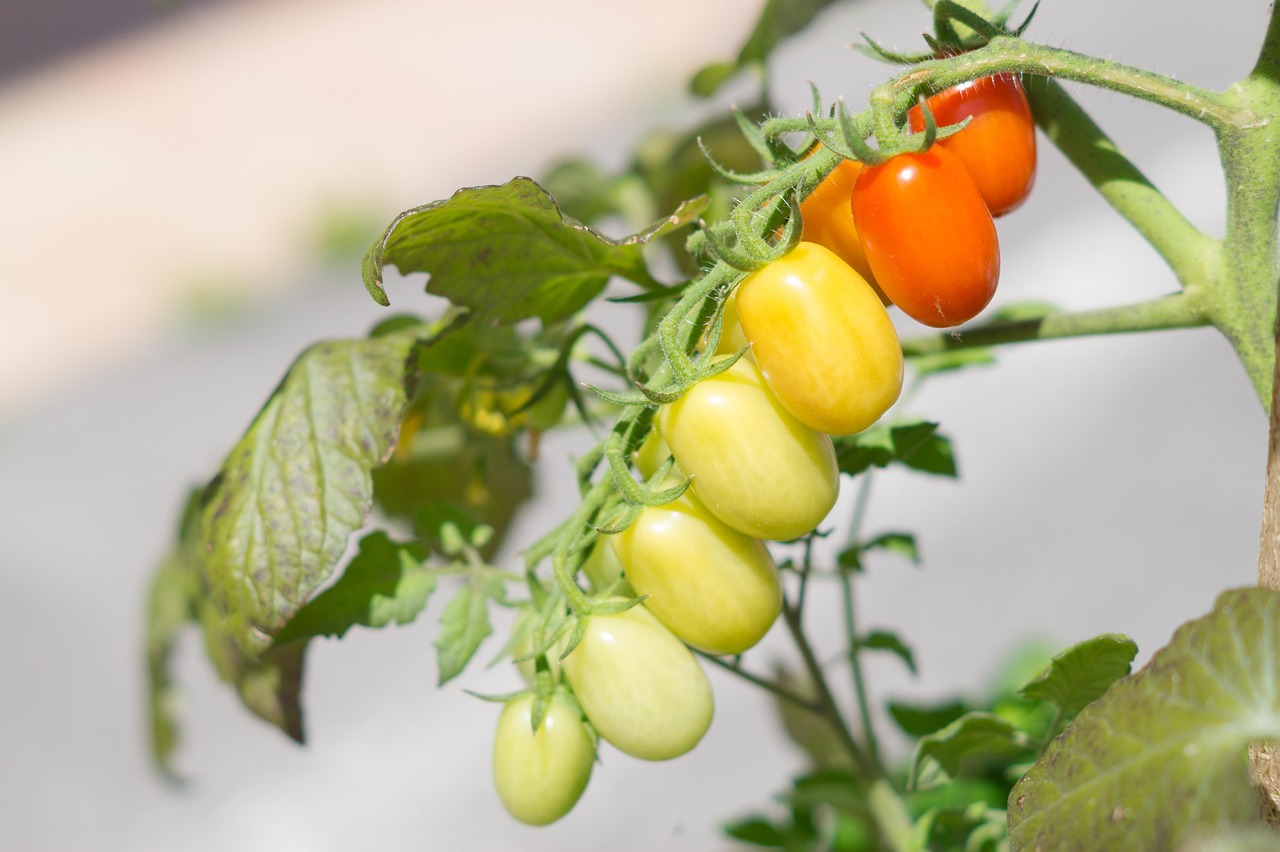 entdecken sie die mediterrane ernährung, eine köstliche und gesunde lebensweise, die reich an frischen zutaten, gesunden fetten und hochwertigen proteinen ist. genießen sie die vielfalt der mediterranen küche für mehr wohlbefinden und lebensfreude.