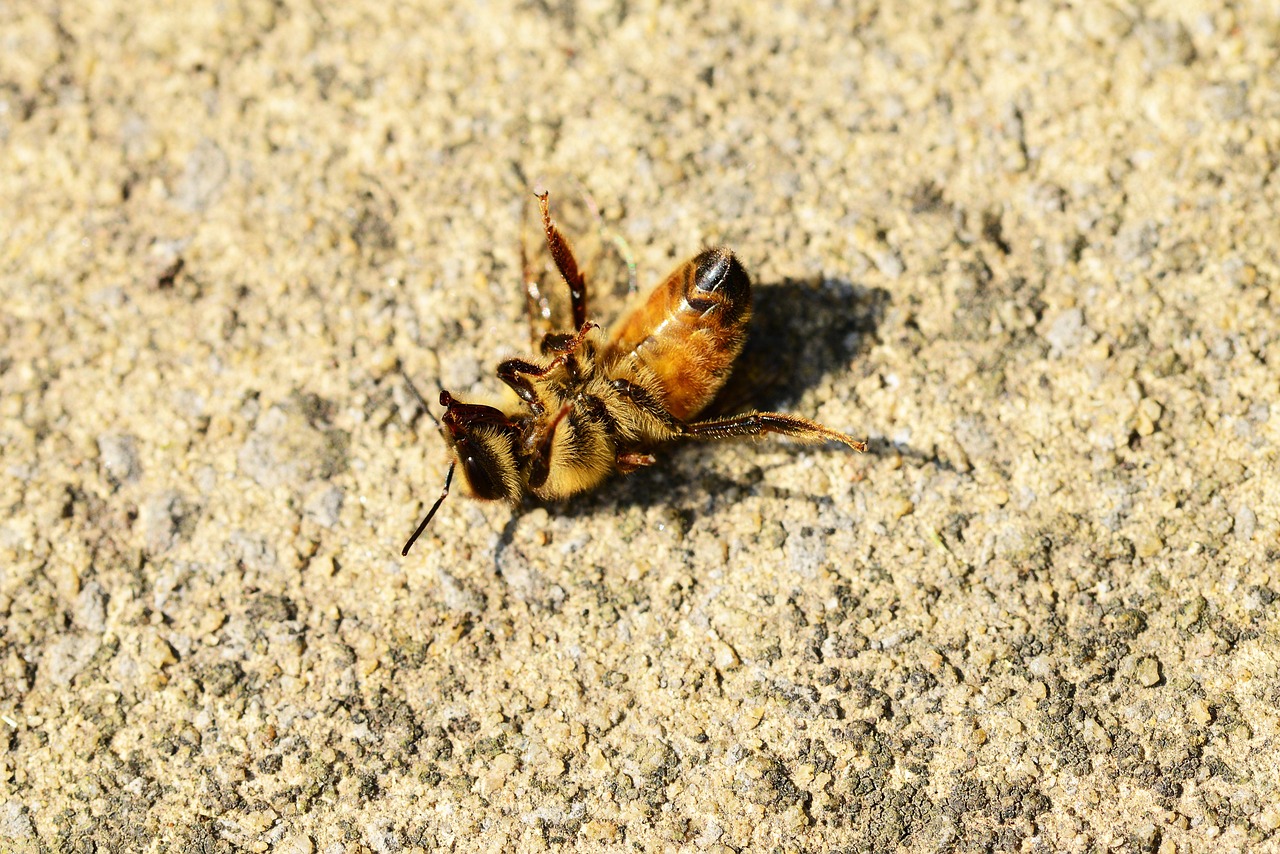 selbstbestimmtes sterben: entdecken sie die möglichkeiten und rechtlichen aspekte, die es menschen ermöglichen, in würde und nach eigenen vorstellungen zu gehen. erfahren sie mehr über die bedeutung der autonomen entscheidungsfindung am lebensende.